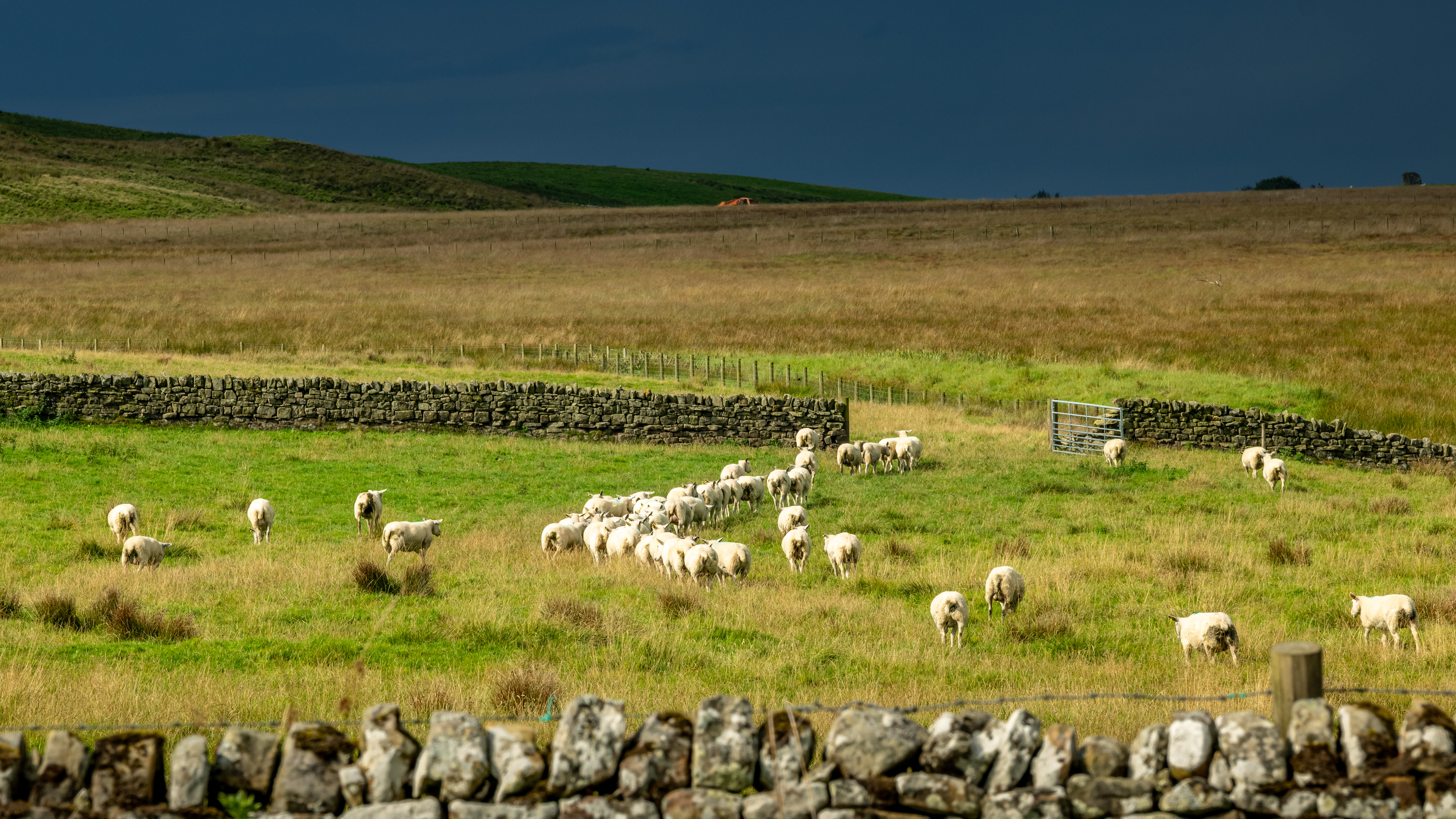 Sheep at Hadrian’s Wall